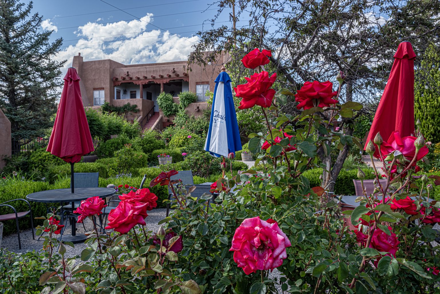Roses